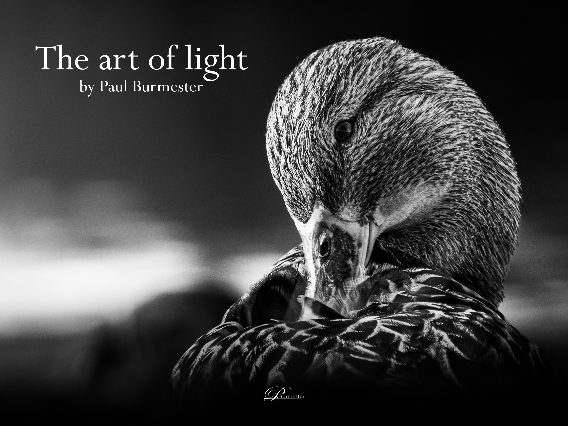 The Art of Light by Paul Burmester